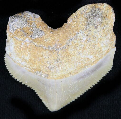 Nice Squalicorax (Crow Shark) Fossil Tooth #23493